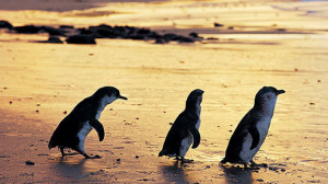 Penguins Phillip Island 